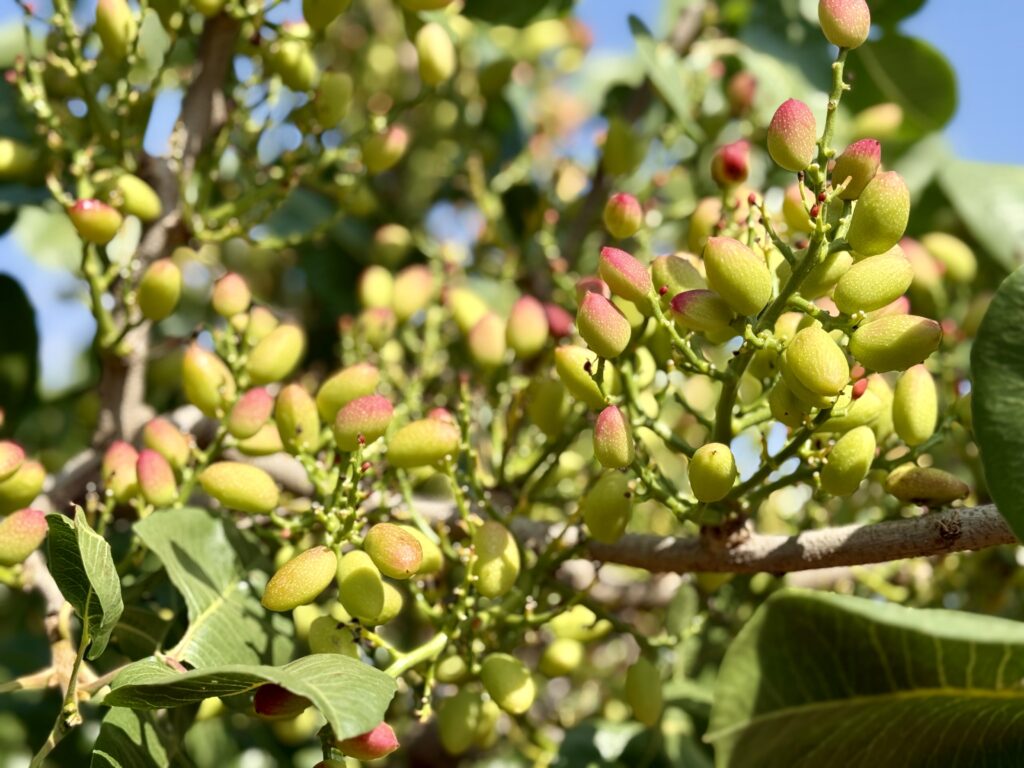 pistachio cultivation in Spain