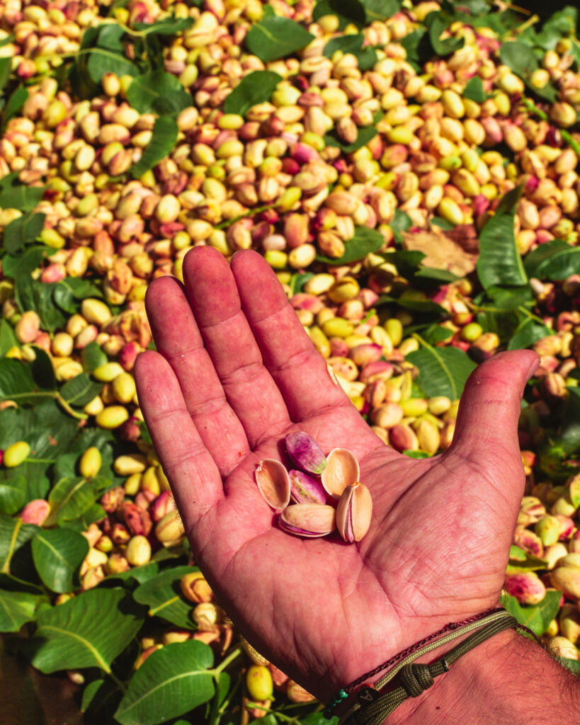 proceso del pistacho
