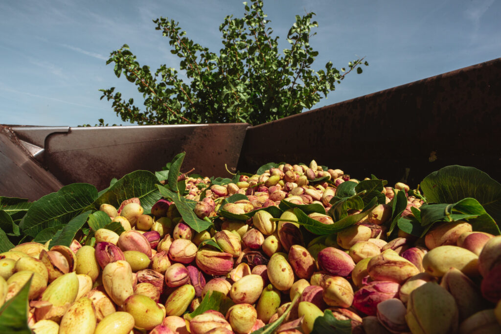 Selling pistachios. Freshly harvested pistachios, hulled and all, in a hopper.