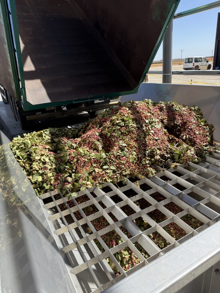Recepción, pesaje y descarga de pistacho en procesadora