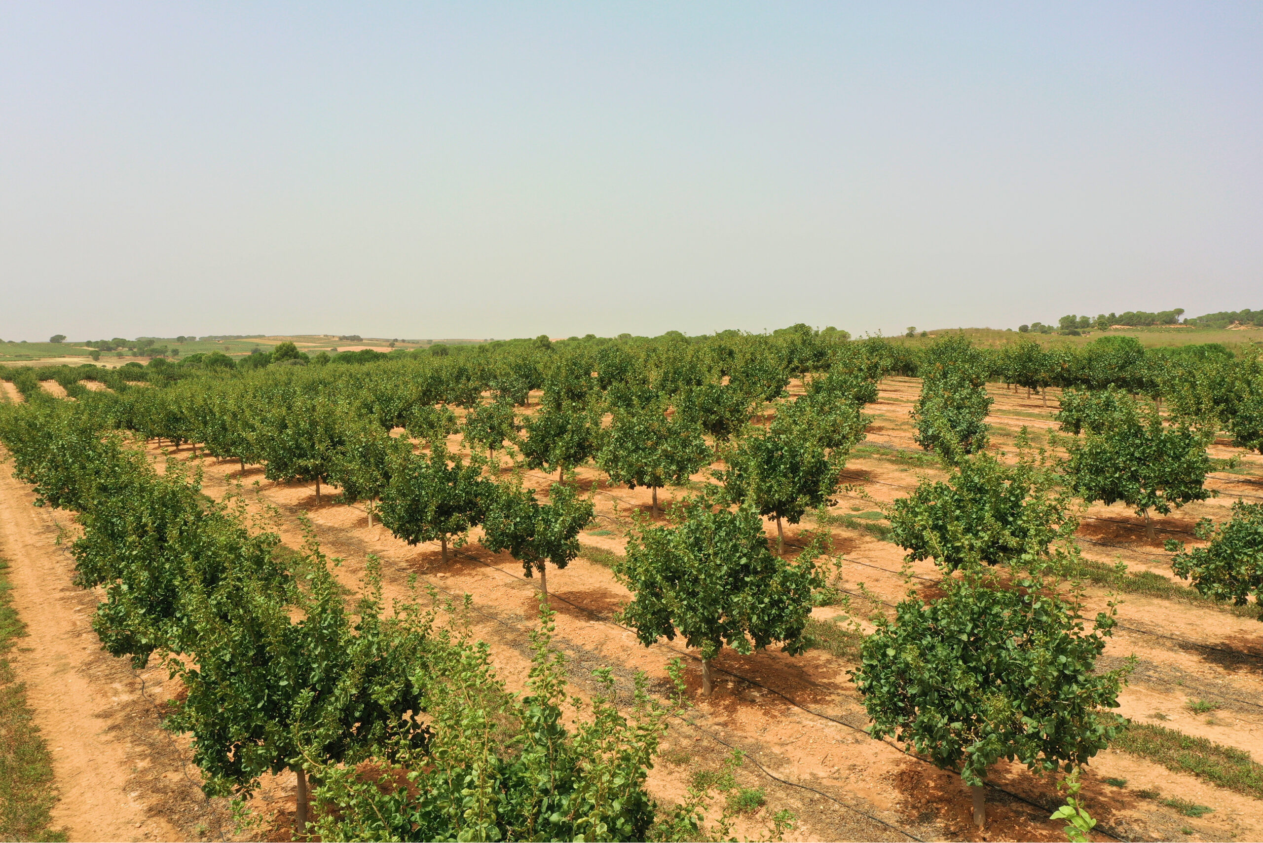cultivo del pistacho en quintanar del rey
