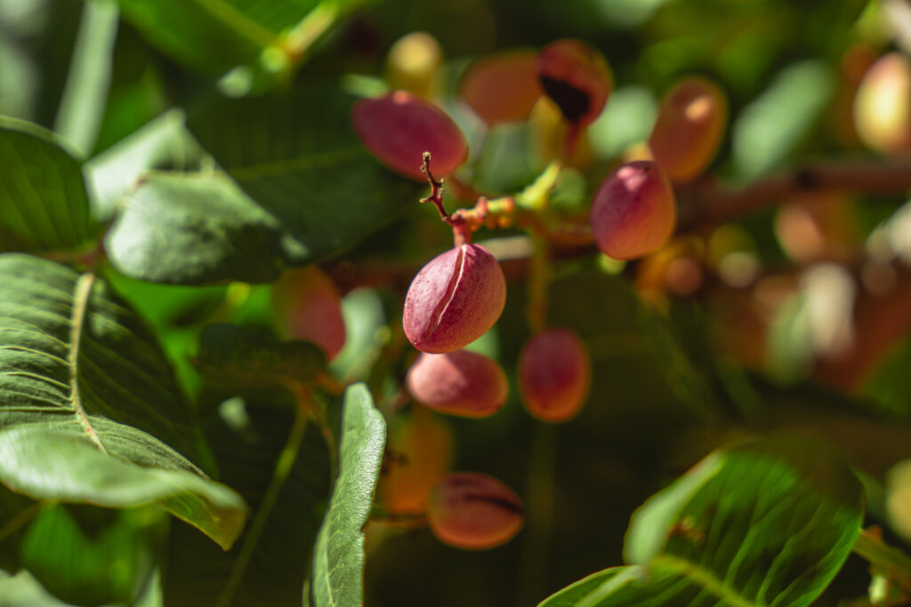 Pericardium in pistachios
