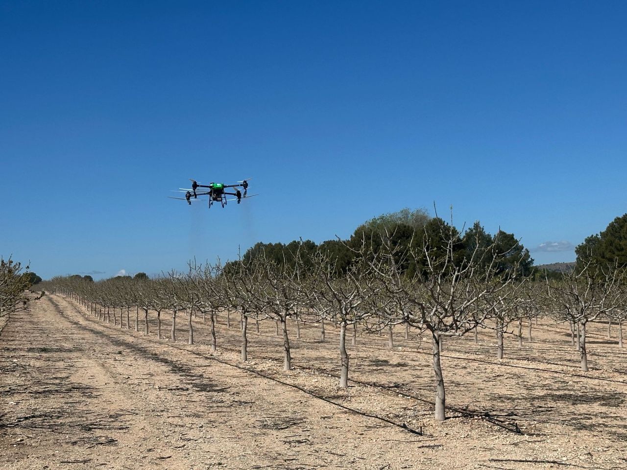 1745913800248 Polinización artificial