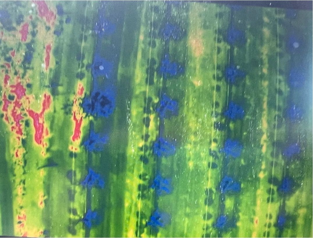 Cámara térmica. Pistacho. Polinización artificial. Agróptimum. Agróptimum Next. Evapotranspiración pistacho.