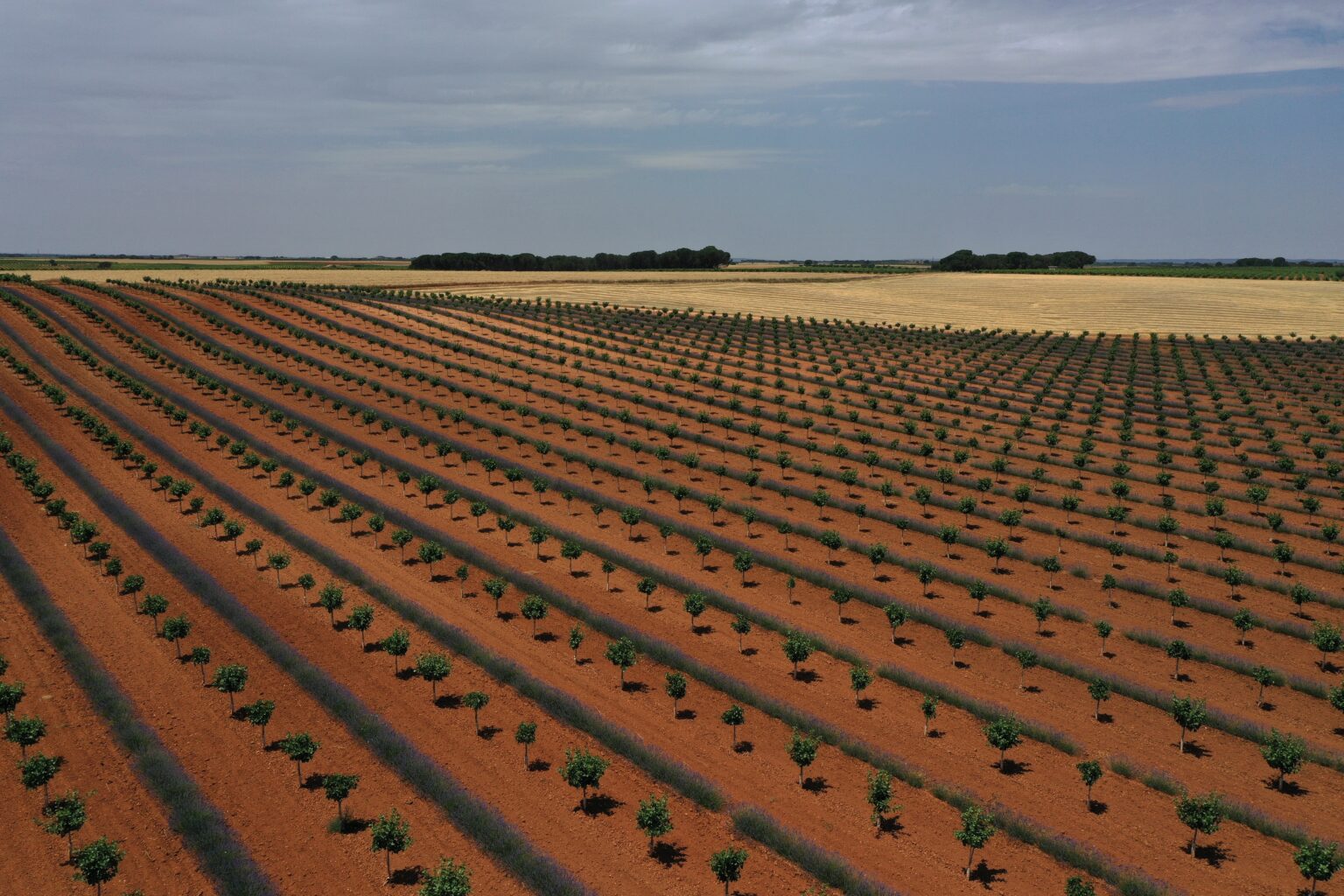 Parcela Legado. Casa del Olmo. Agróptimum. Pistacho. Lavanda.