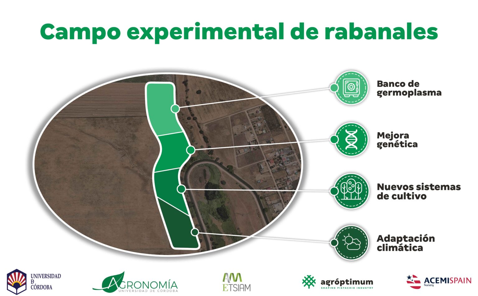 Finca UCO Pistacho. Rabanales, Cordoba. Agróptimum UCO. Agroptimum. UCO.