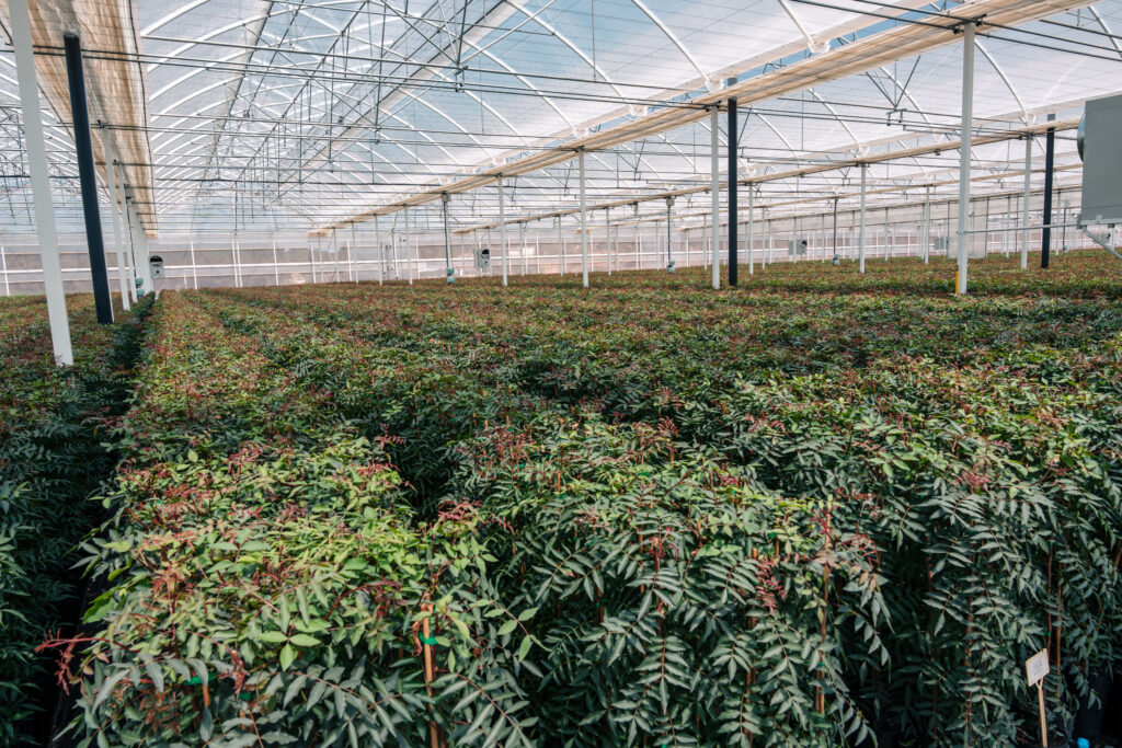 UCB1 rootstock in nursery
