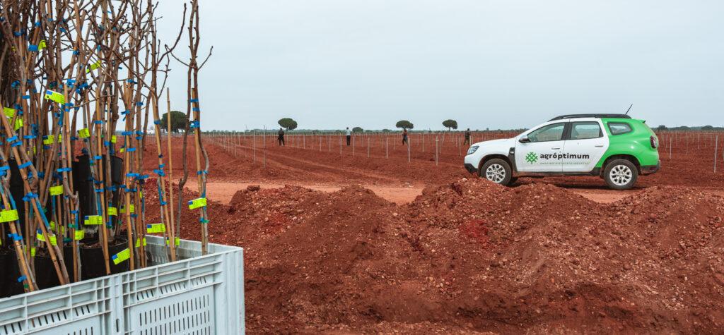 field planting process