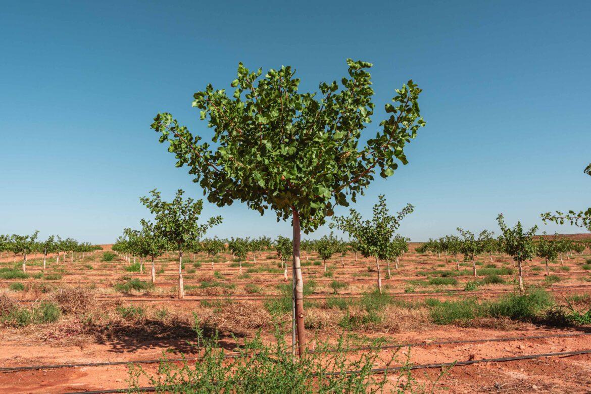kerman. Variedad kerman. Pistacho. Pistacho kerman.