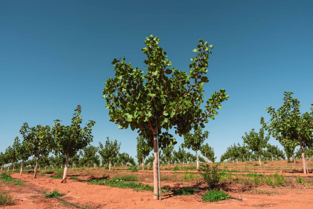 larnaka. Variedad larnaka. Pistacho. Pistacho larnaka.