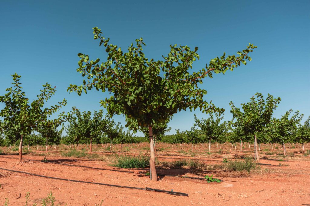 Sirora. Variedad sirora. Pistacho. Pistacho sirora