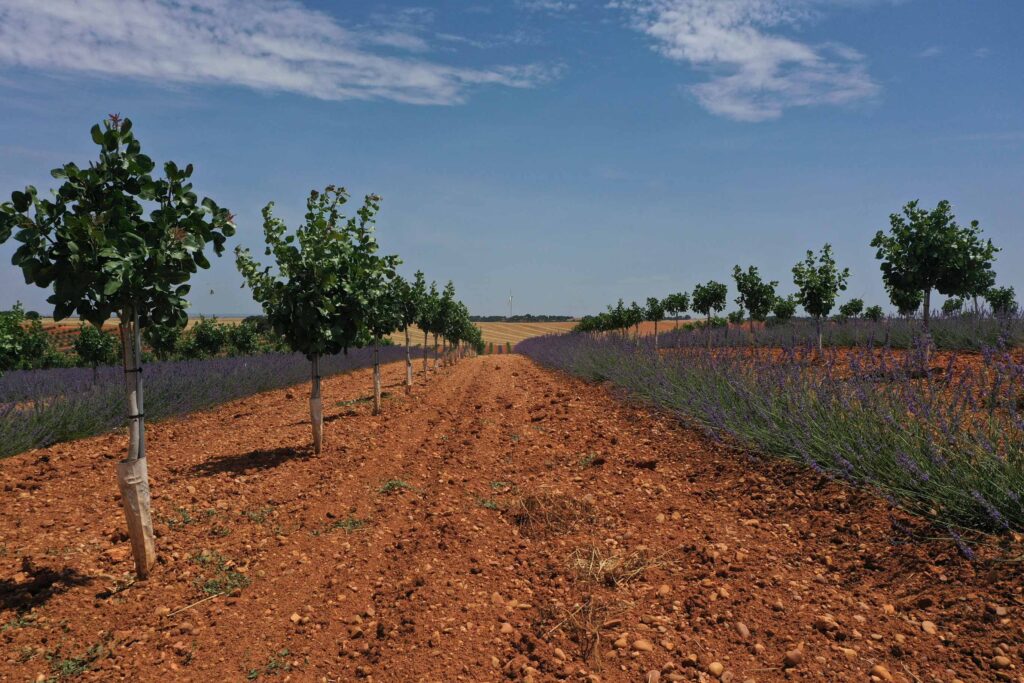 Pistacho. Secano. Cultivo secano. Legado. Agróptimum. Agróptimum Next. Pistacho ecológico en secano.