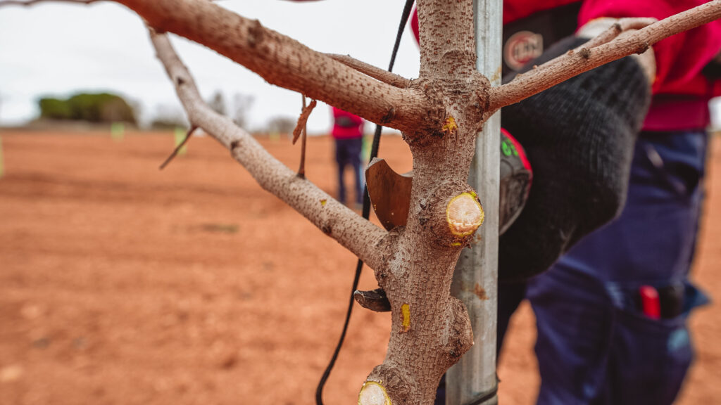 RaulMas 5 Organic Pistachio