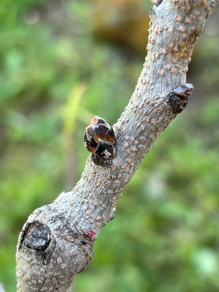 Flor de pistacho en dormancia invernal La floración del pistacho