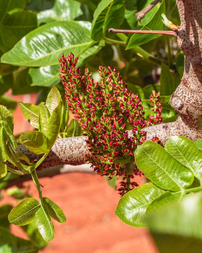 Flor femenina del pistacho. Flor fecundada. Flor de pistacho polinizada. Flor de pistacho cuajada.