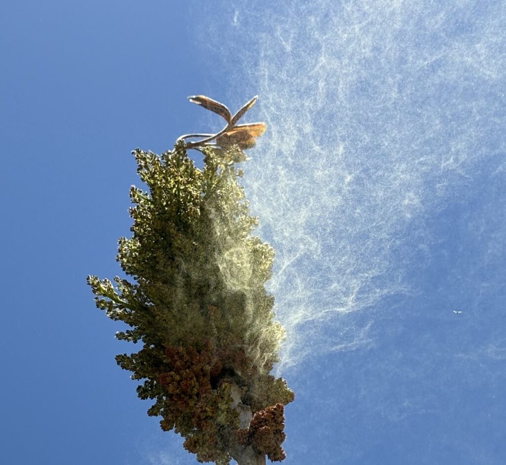 Flos liberando polen. Flor de pistacho. Flor masculina de pistacho liberando polen.