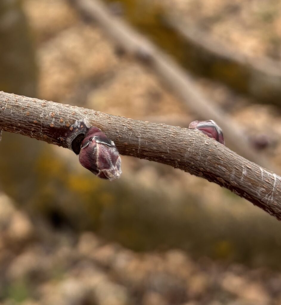 IMG 2006 2 La floración del pistacho