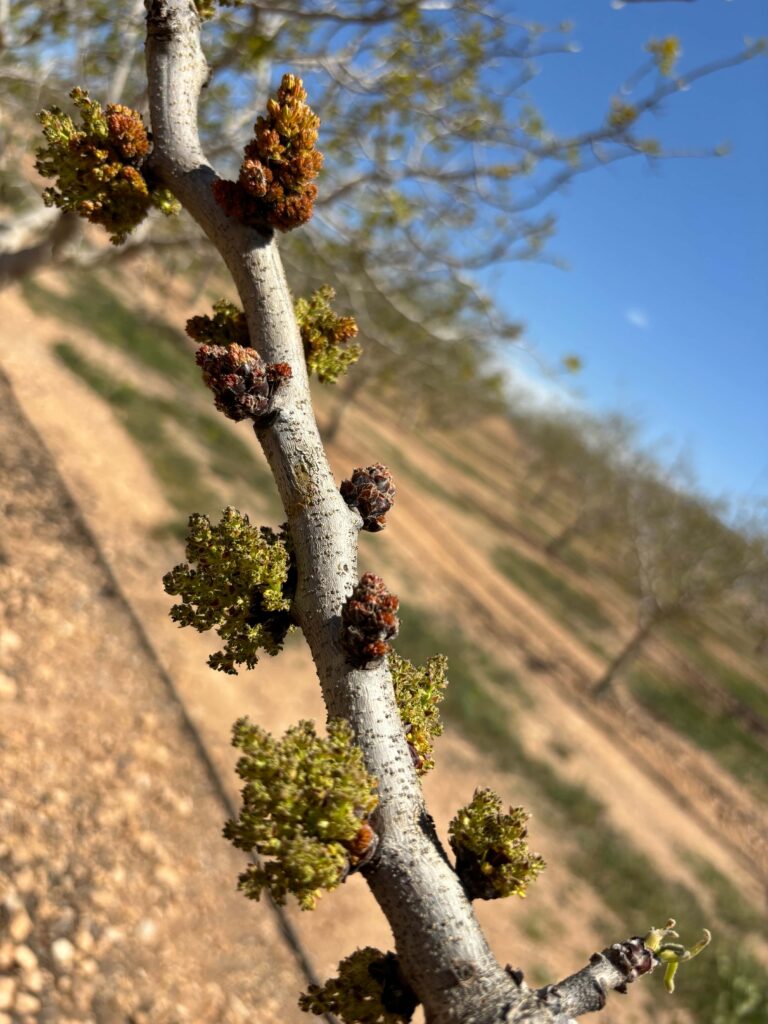 La yema de flor empieza a abrirse La floración del pistacho