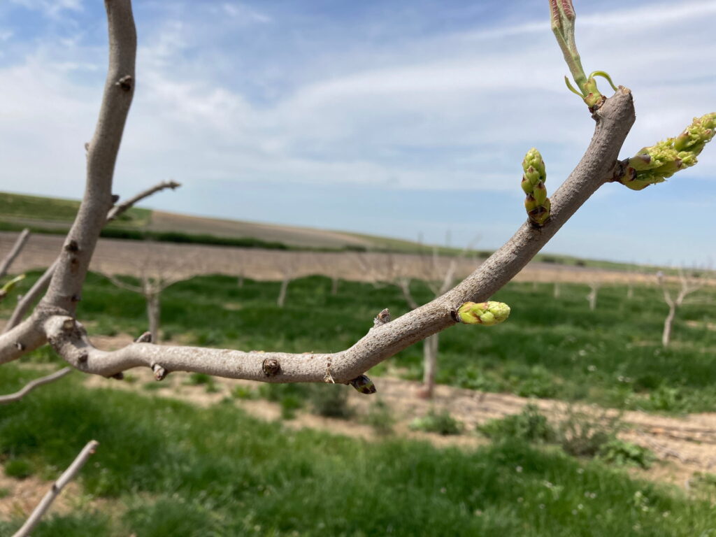 La yema empieza a brotar La floración del pistacho