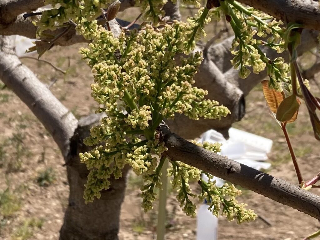 Flor femenina del pistacho. Flor femenina. Polinización del pistacho. Floración del pistacho. Pistachio flowering.