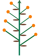 Botánica. Estructura de un racimo. Racimo.