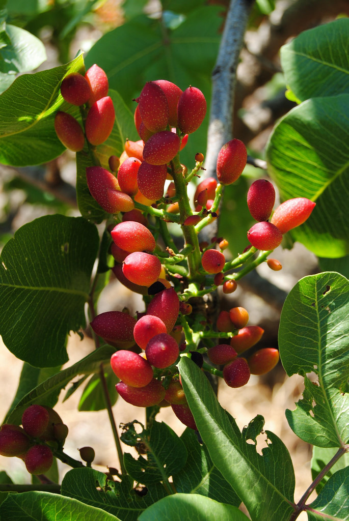 large La floración del pistacho