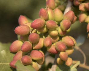 Pistacho verde en el árbol