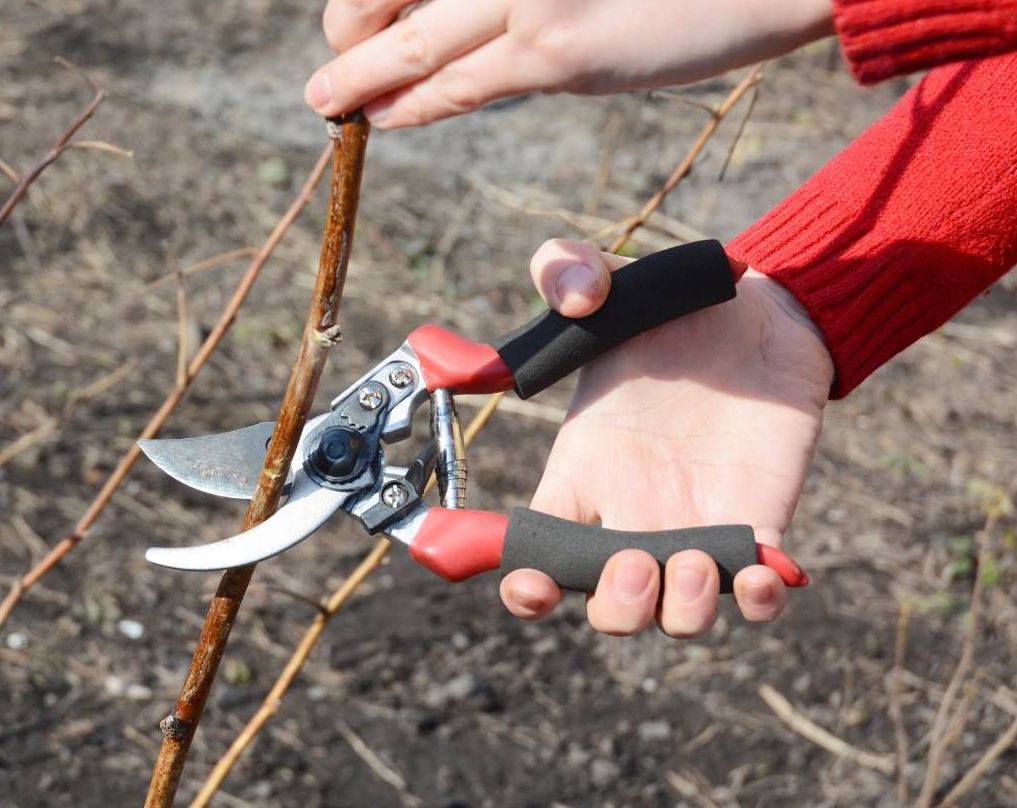 Poda del pistacho. Despunte del pistacho.