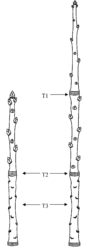 La poda del pistacho. El crecimiento del pistacho.