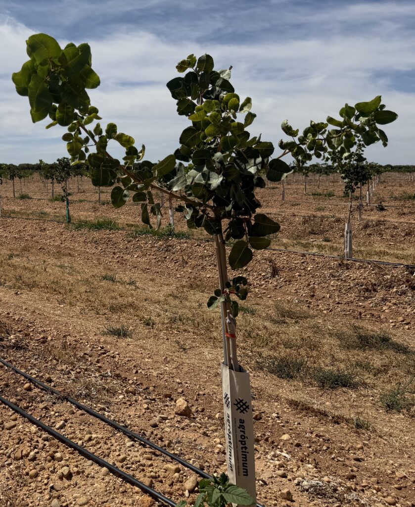 IMG 2285 Descubre todo sobre la poda del pistacho ¡en 15 minutos!
