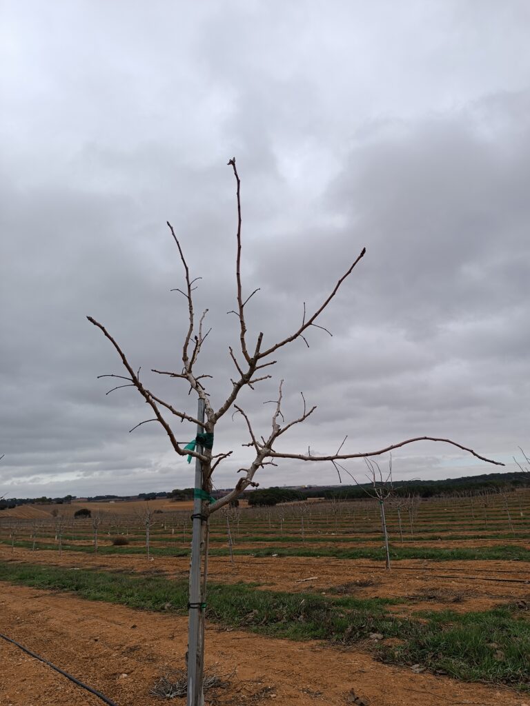 La poda del pistacho. Pistacho kerman.