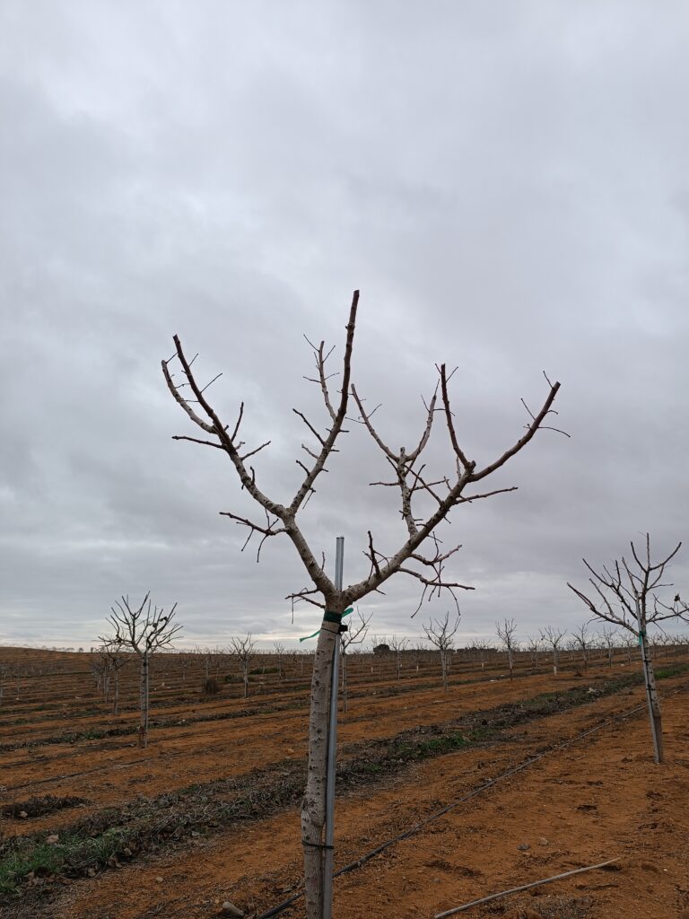 Larnaka Descubre todo sobre la poda del pistacho ¡en 15 minutos!