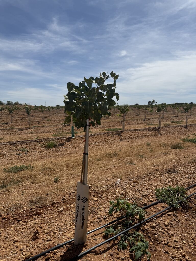 La poda del pistacho. Pistacho tras despunte.