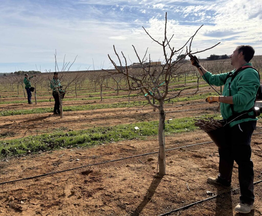 Poda del pistacho Descubre todo sobre la poda del pistacho ¡en 15 minutos!