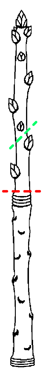 Poda del pistacho. Cómo realizar un corte.
