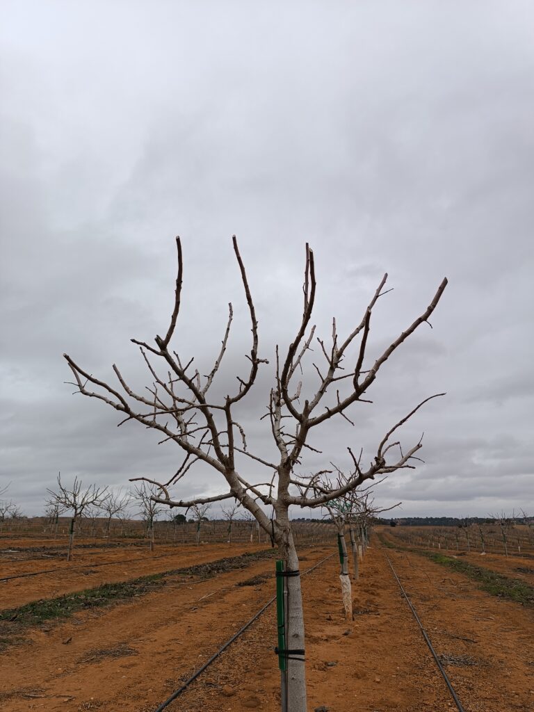 Sirora Descubre todo sobre la poda del pistacho ¡en 15 minutos!