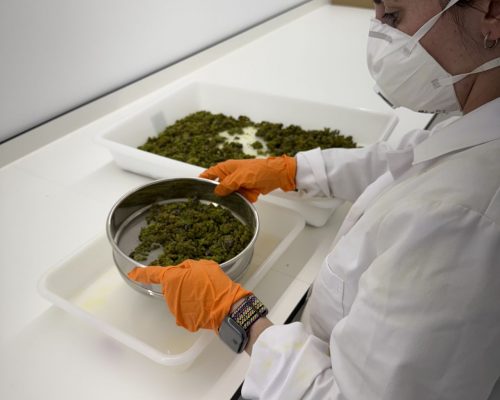 Extracción de polen. Polinización artificial. Tamiz. Pistacho.