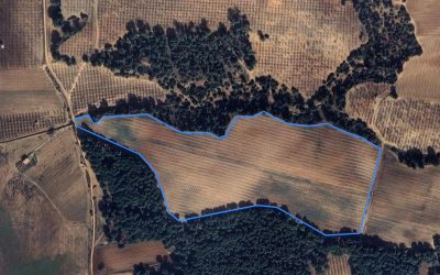 Finca Quintanar del Rey