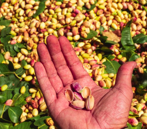 proceso del pistacho