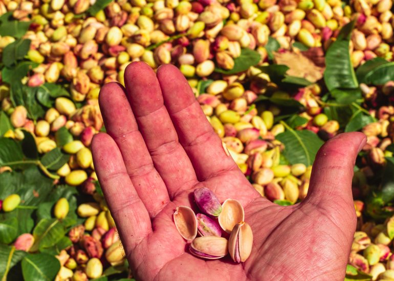 proceso del pistacho