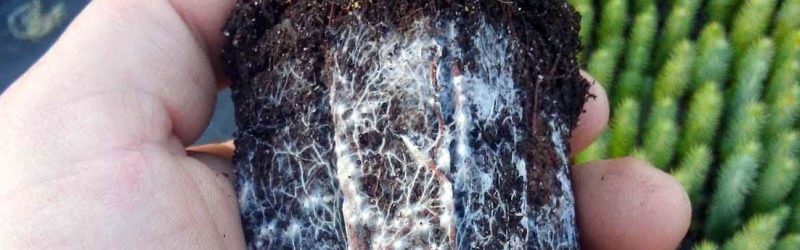 Micorriza. OP Biotech. Lucha contra la sequía. Agróptimum