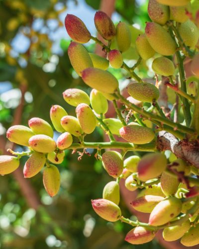 fruto de arbol de pistacho