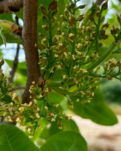 Flor Femenina Madura