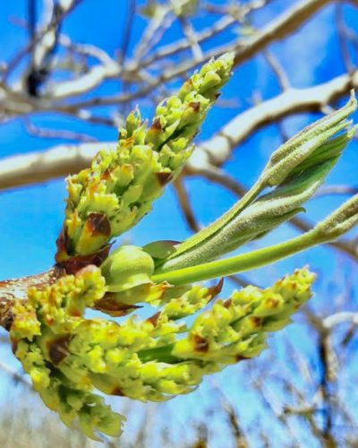 Pistachio female flower. Pistacho flor femenina. Flor pistacho. Hembra pistacho. Pistacho en flor. Flor kerman. Flor larnaka. Flor sirora.