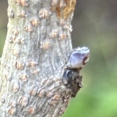 Poda del pistacho. Yema de madera