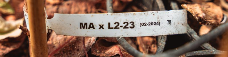 Genetic improvement. Genetic improvement project.